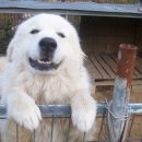 멍멍이가 있는 집 이미지