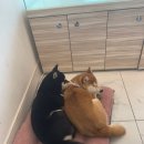 시바나라 이미지