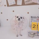 알콩달콩 애견미용실 이미지