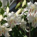 카사블링카 이미지