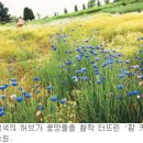 허브향 이미지