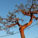 소나무가든 이미지