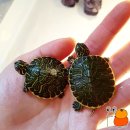 규리농장 이미지