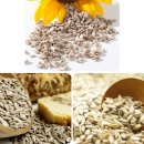 해바라기가 있는 풍 이미지