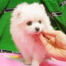 멍뭉이 이미지