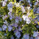 보옥민박 이미지