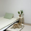 더마음모리 | 강아지 숙면템 방석 쿠션으로 추천하는 하우모리 펫 베드