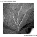 식물(미상) 화석 [중생대 백악기 / 경남 사천 / 김현대] 이미지