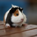 통일동물병원 이미지