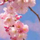 베스트렌트카 이미지