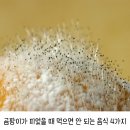 곰팡이가 피었을때 먹으면 안 되는 음식 4가지 이미지