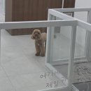 영종도애견미용실 : 트윈독스 하늘도시점 스포팅 솔직후기