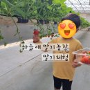 브이농장 | 겨울 딸기체험 추천｜곤지암 하늘애딸기농장 예약·체험 후기 총정리