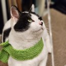 ＜입양 홍보＞ 골골<b>송</b>의 대가 ♡쿠앙♡이를 소개합니다...