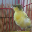 카나리아 이미지