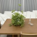 238 | 🛋️ 쇼파추천 | 듀커 dk238 실사용 후기 (신혼부부 소파 추천)