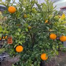 지금관광농원 이미지