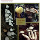 소백산 다리안 계곡의 야생화, 버섯, 곤충들,, 이미지
