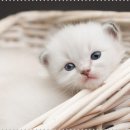 내곁에 동물병원 이미지