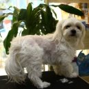 해시도그 이미지