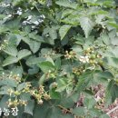 산여울농장 네이버블로그