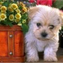 강아지당 이미지