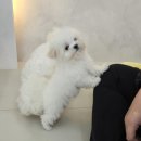 데이,그룸 네이버블로그