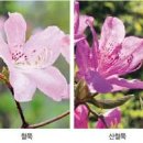 영산홍 철쭉 차이 알고 나니 봄 화단이 다르게 보여요 이미지