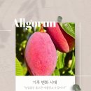 주식회사 올그다 네이버블로그
