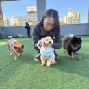 운동장 | 화성 봉담 애견카페 헤이브로 루프탑 운동장 이용 후기