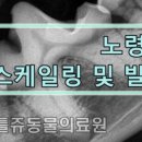 리틀쥬동물의료원 이미지