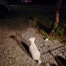 교촌치킨포천점 | 포천 < 화적연 캠핑장 > A구역 5번 사이트 화장실 개수대 매점 애견동반 주말 2박 3일 후기