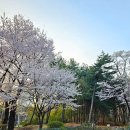 양재시민의숲역 4~5번출구 | 매헌 윤봉길 기념관, 매헌 시민의 숲 벚꽃 (대중교통 주차요금)