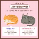 프리미엄캣 이미지