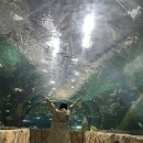 치상농장 | [부천]플레이 아쿠아리움 데이트🐠🐟🐡