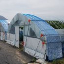 금자농장 이미지