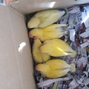 행복조류사 이미지