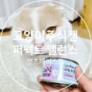 도기펫 | 캣츠테이스트 퍼펙트밸런스 : 완벽한 균형의 고양이 주식캔