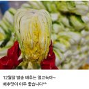 절임배추.알타리김치.김장세트주문 받습니다~ 이미지