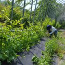 뽑기농장 이미지