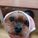 부어치킨도화점