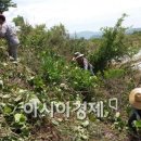 국도13호선 가로수 이미지