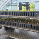 수림꽃농원 이미지