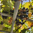 잉꼬가든 이미지