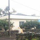 미미네민박 이미지