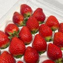 우수3농장 | 딸기 제철 시기, 산지직송 고당도 프리미엄 김천 행복농장 설향딸기