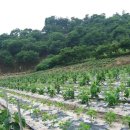 마루농장 이미지