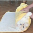 순한고양이 이미지