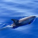 용인대최강태권도 이미지