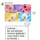 대구 강아지 사진관 &#34;콩누 스튜디오&#34; 견생샷 내돈내산 찐만족 후기